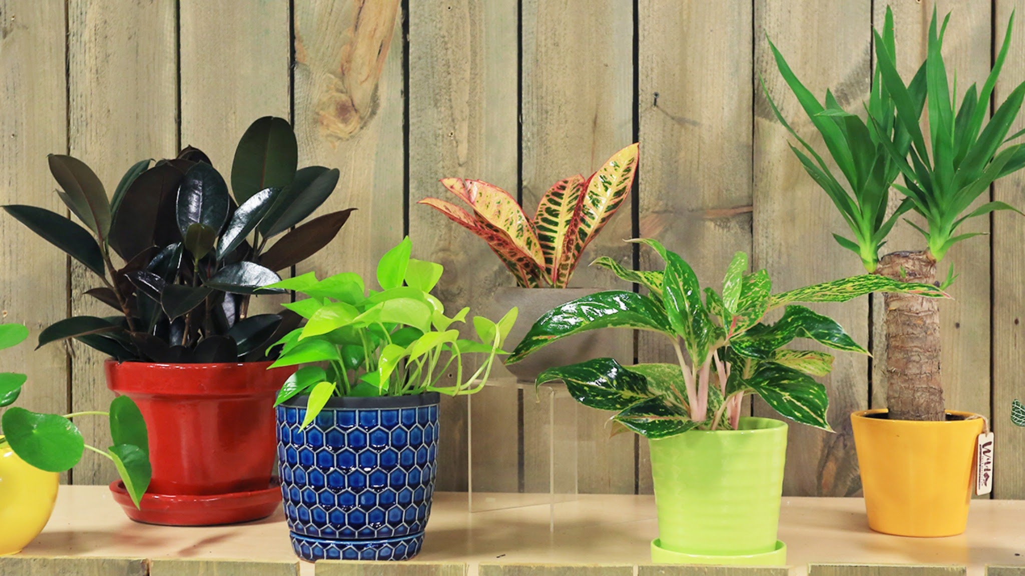 EarlMayGardenCenter YouTube banner