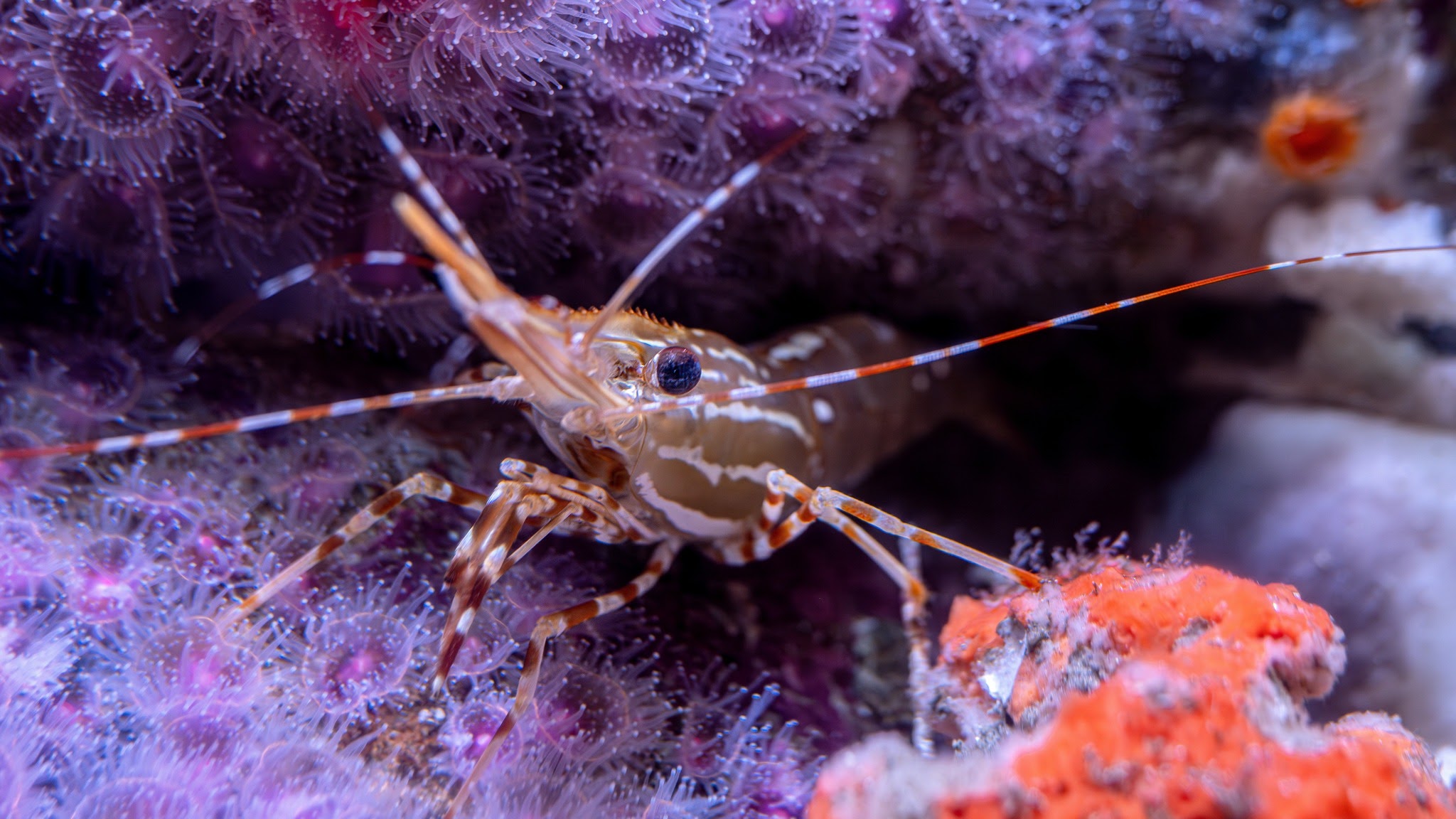 Monterey Bay Aquarium YouTube banner