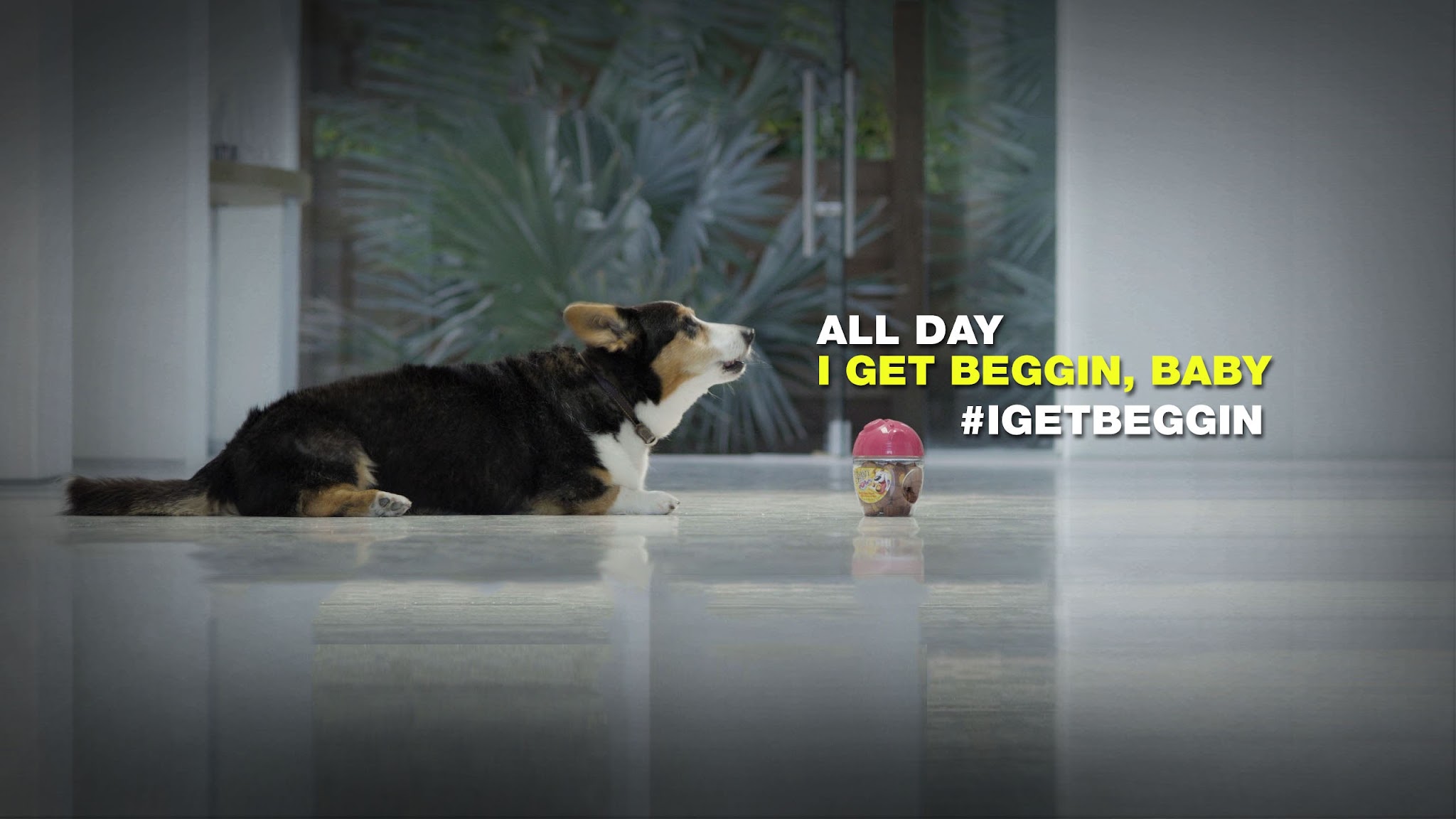 Purina Beggin' YouTube banner