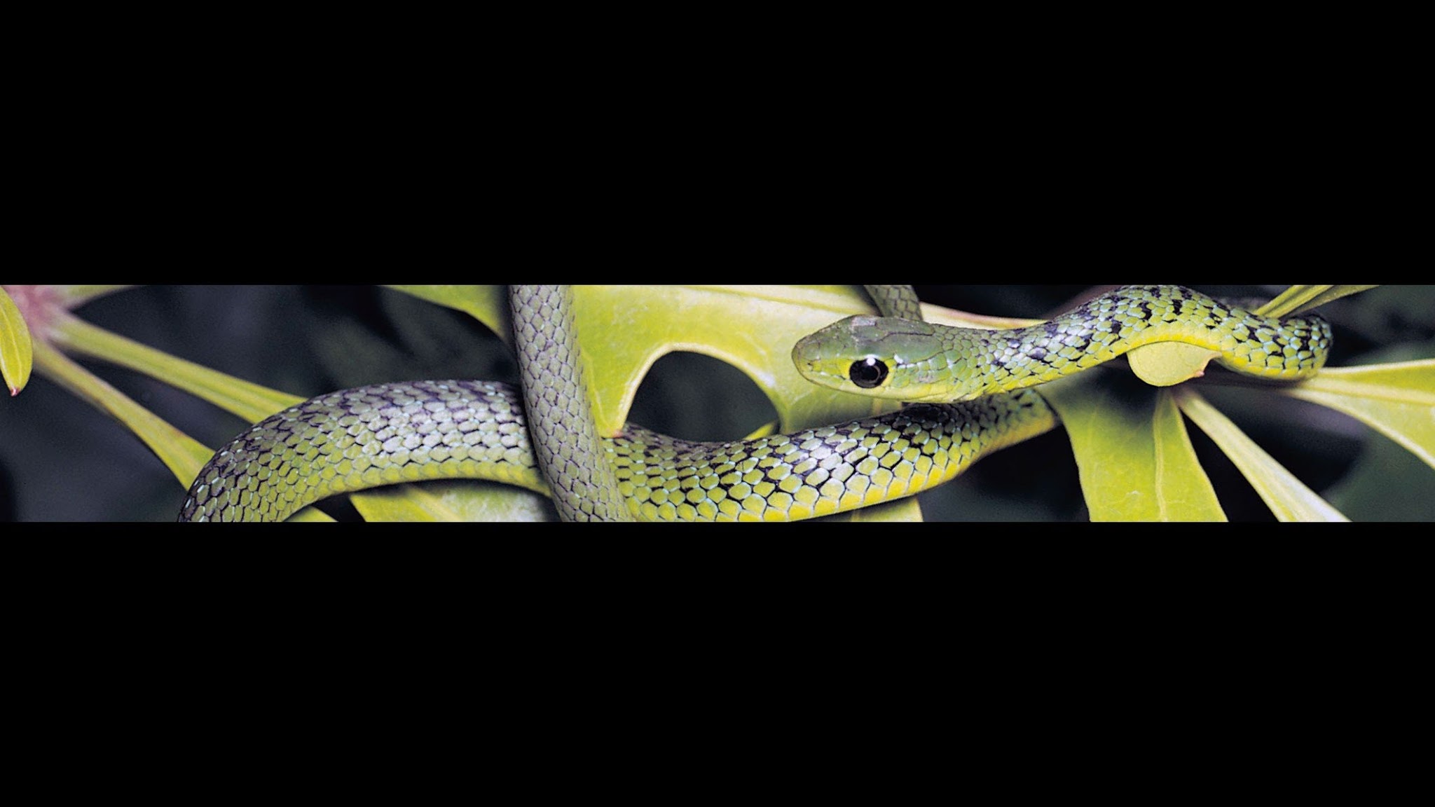 Houston Zoo YouTube banner