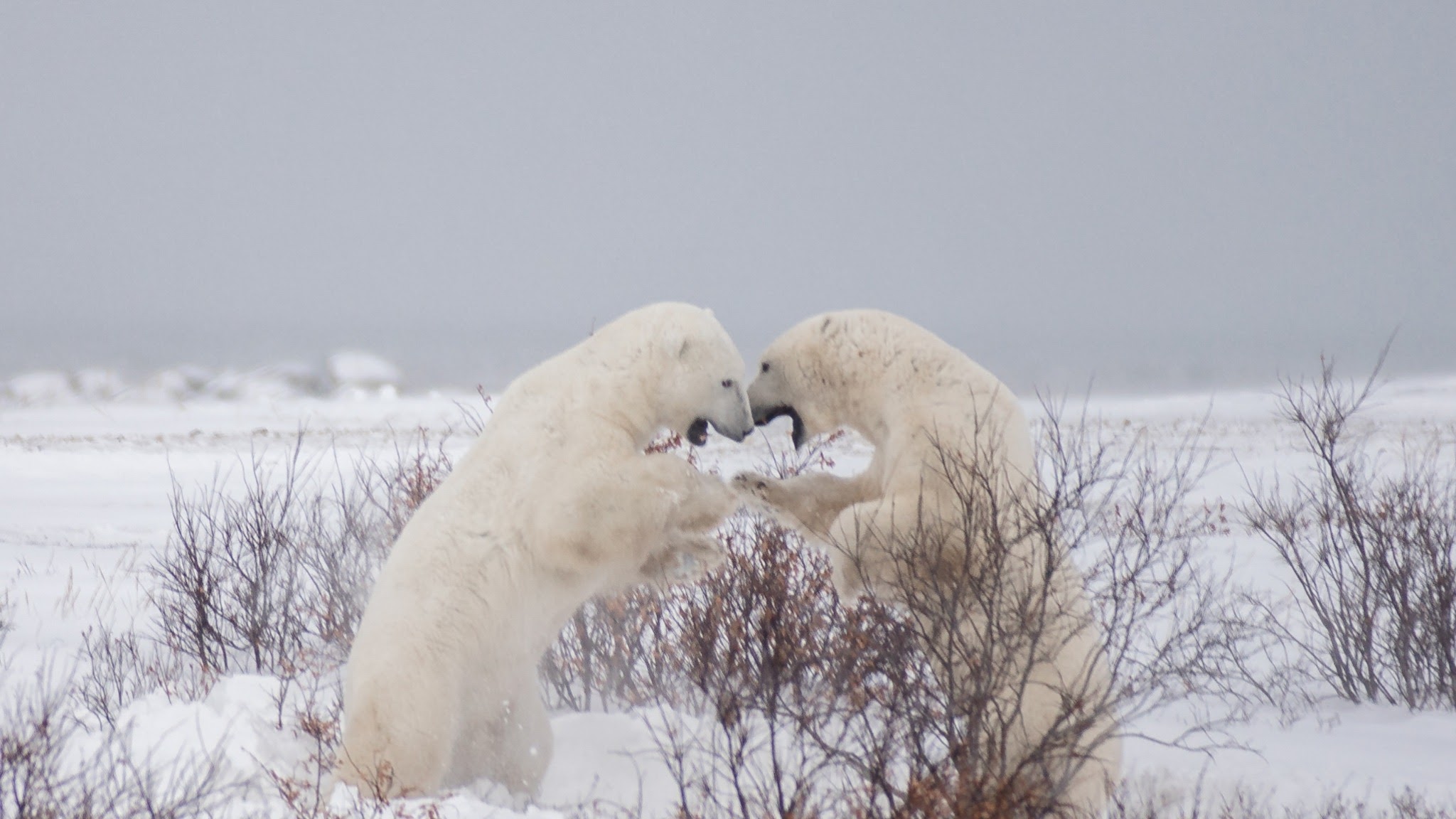 CanadaGoose YouTube banner