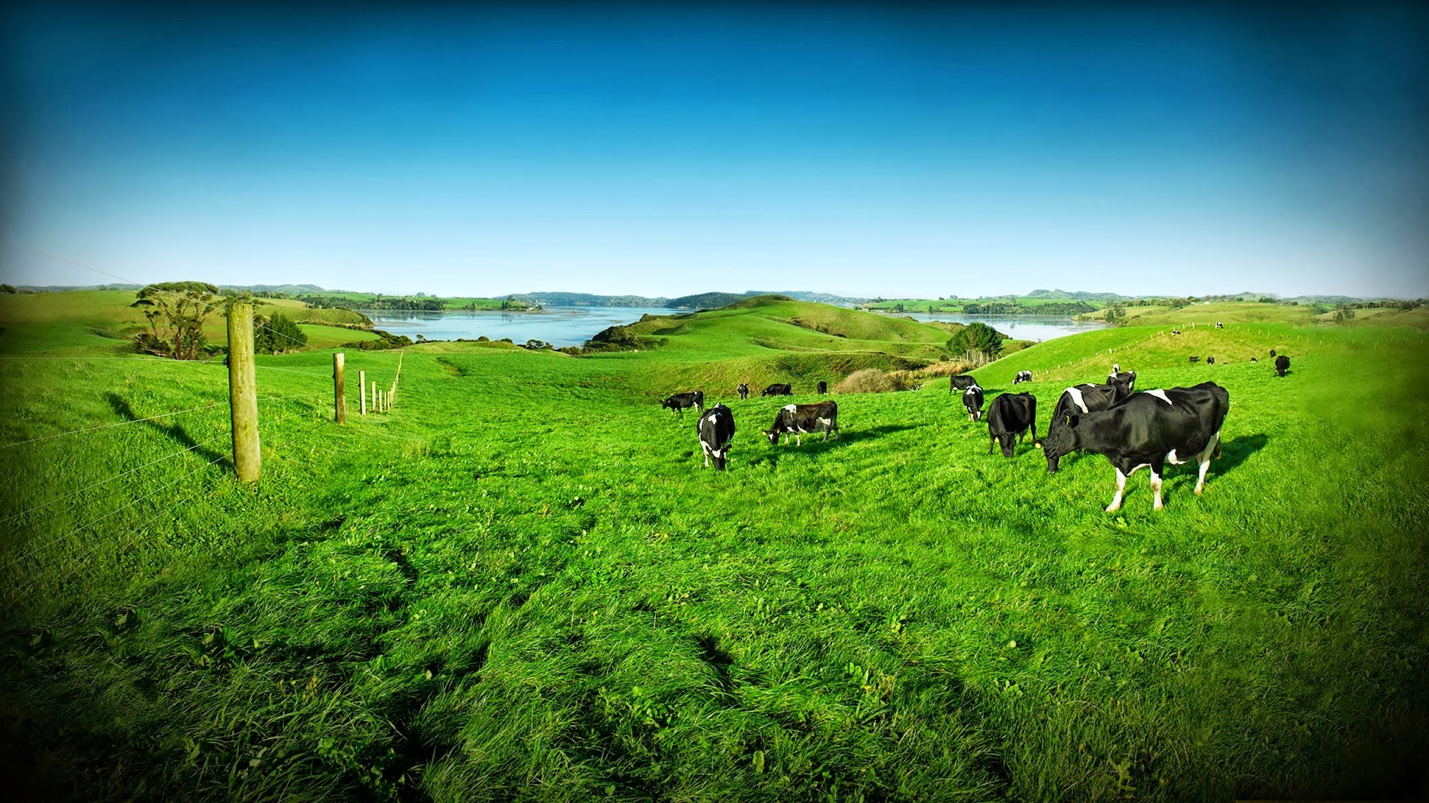 DairyNZ YouTube banner