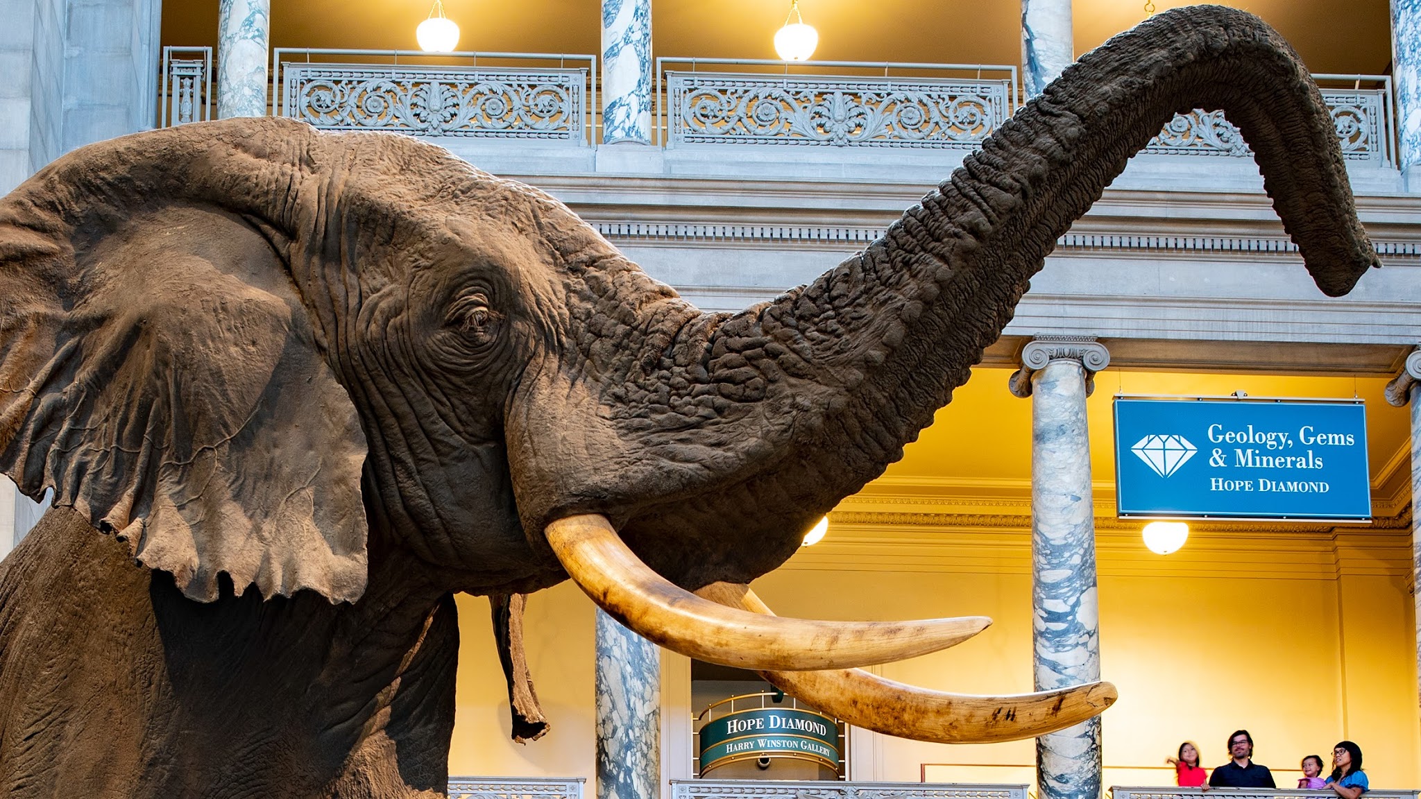 Smithsonian's National Museum of Natural History YouTube banner